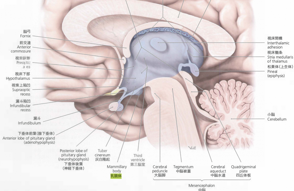 ビジュアル脳神経外科 4 脳室・松果体